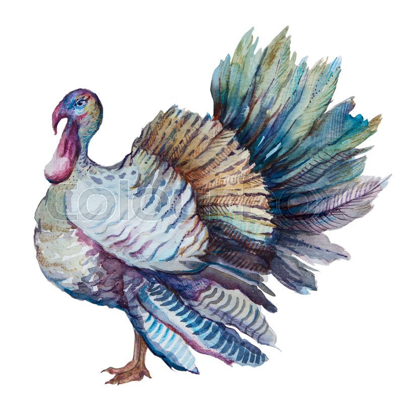 800x800 Thanksgiving Turkey, Watercolor Painting, Isolated Om White