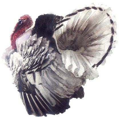 417x412 Watercolor Sketch A Turkey On A White Background Premium Clipart