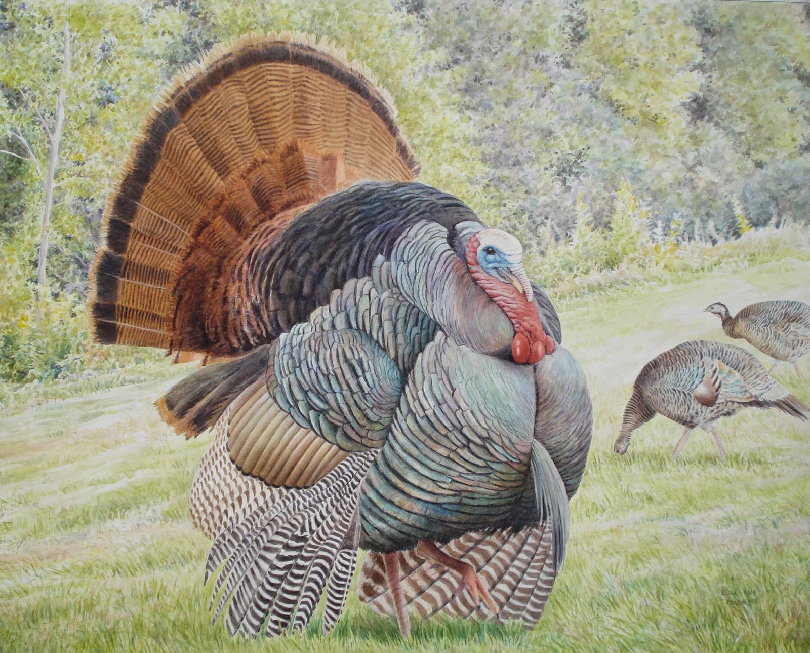 1600x1289 Wild Turkey Painting Glory