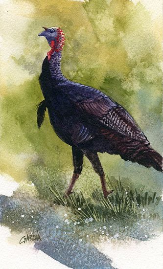 333x550 Wild Turkey By Joe Garcia Watercolor Artwatercolor