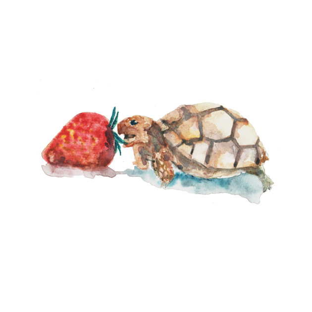 630x630 Cute Watercolor Turtois