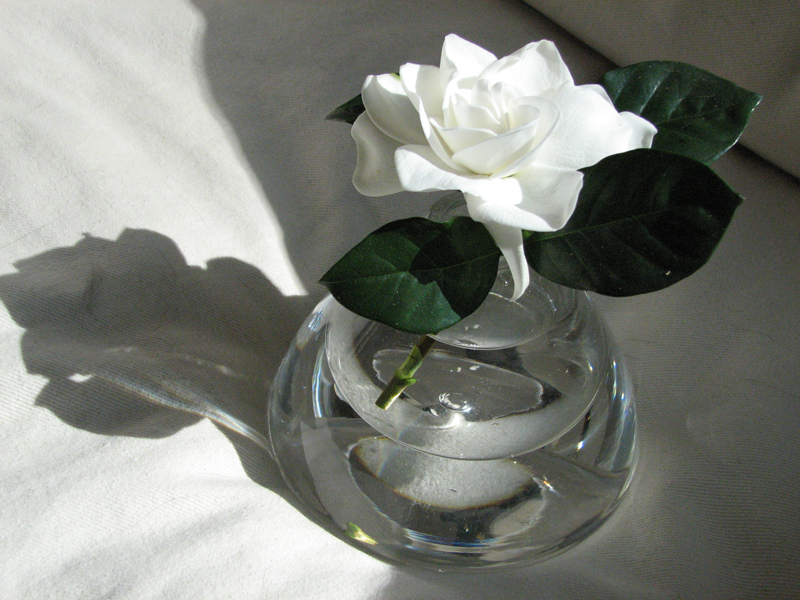 800x600 Arthouse Studio School Watercolor Still Life Demonstration