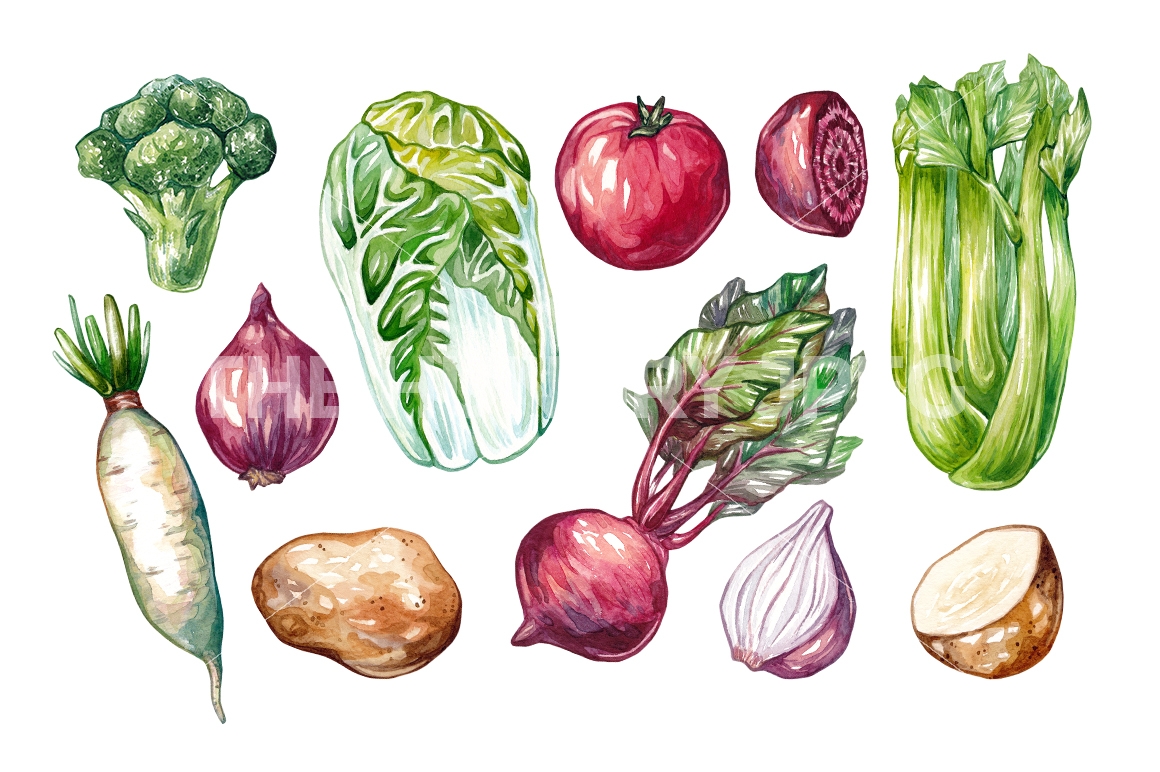 1160x772 Watercolor Vegetables. By Olga Olmix