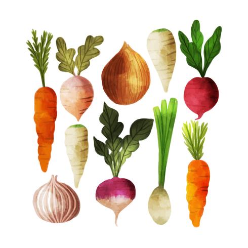 490x490 Vector Watercolor Vegetables Collection