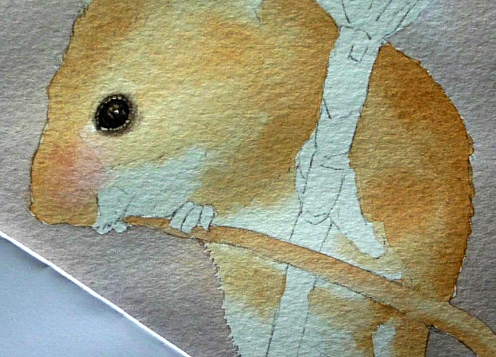 1000x720 Harvest Mouse Video Dvd, How To Use Watercolor Paint, Watercolor