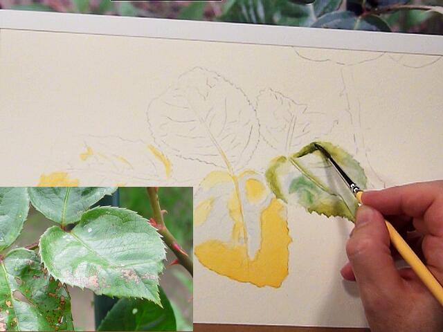 640x480 How To Paint Leaves