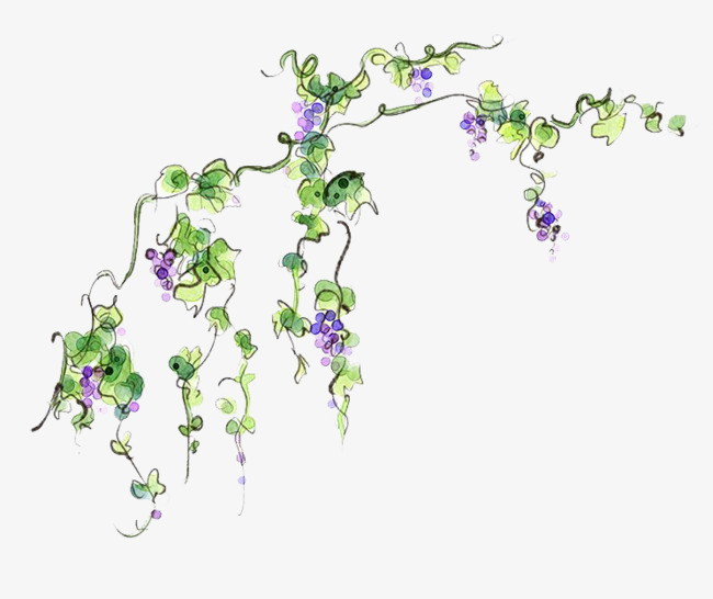 650x546 Watercolor Hand Painted Vines, Watercolor Clipart, Watercolor