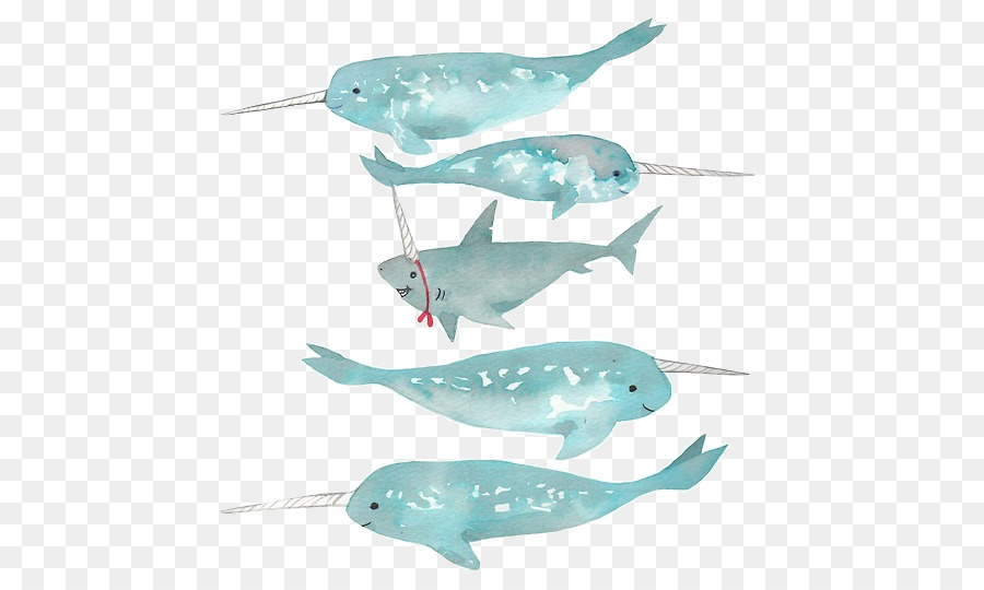 900x540 Narwhal Shark Watercolor Painting Drawing Whale