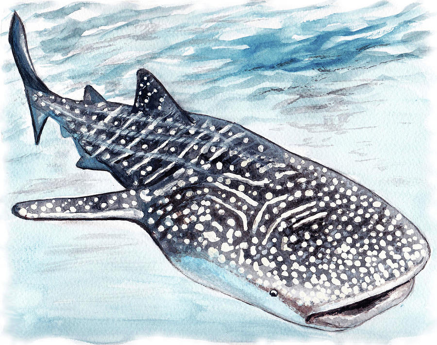 900x710 Whale Shark Painting By Jacqueline Talbot