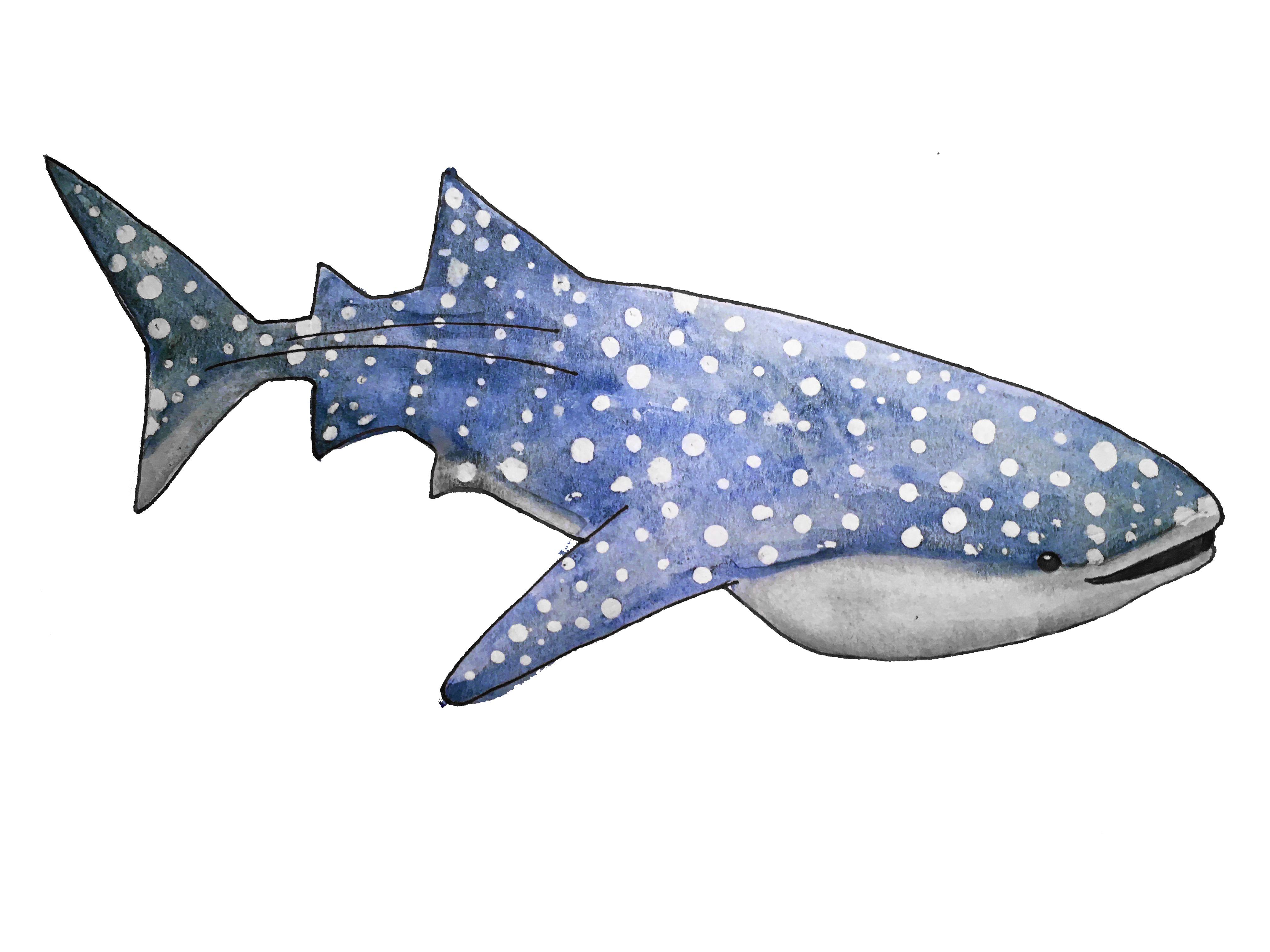 4032x3024 Whale Shark. Watercolor, Sharpie, Candle Wax. 9x12
