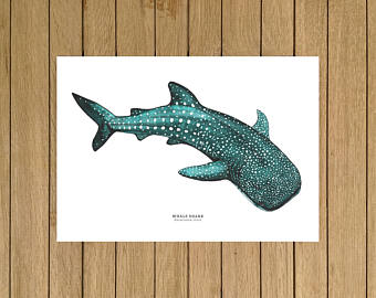 340x270 Whale Shark Etsy