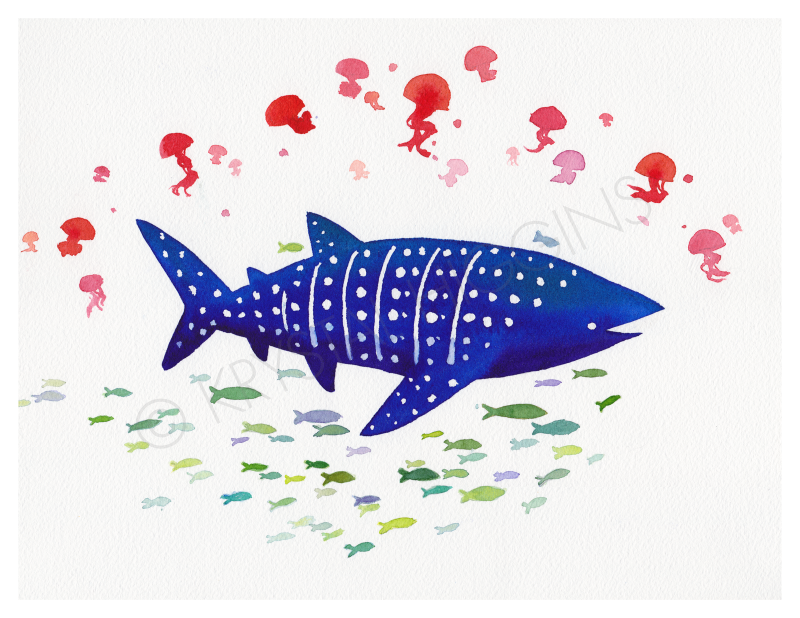 1600x1236 Whale Shark Amp Friends Krystal Higgins