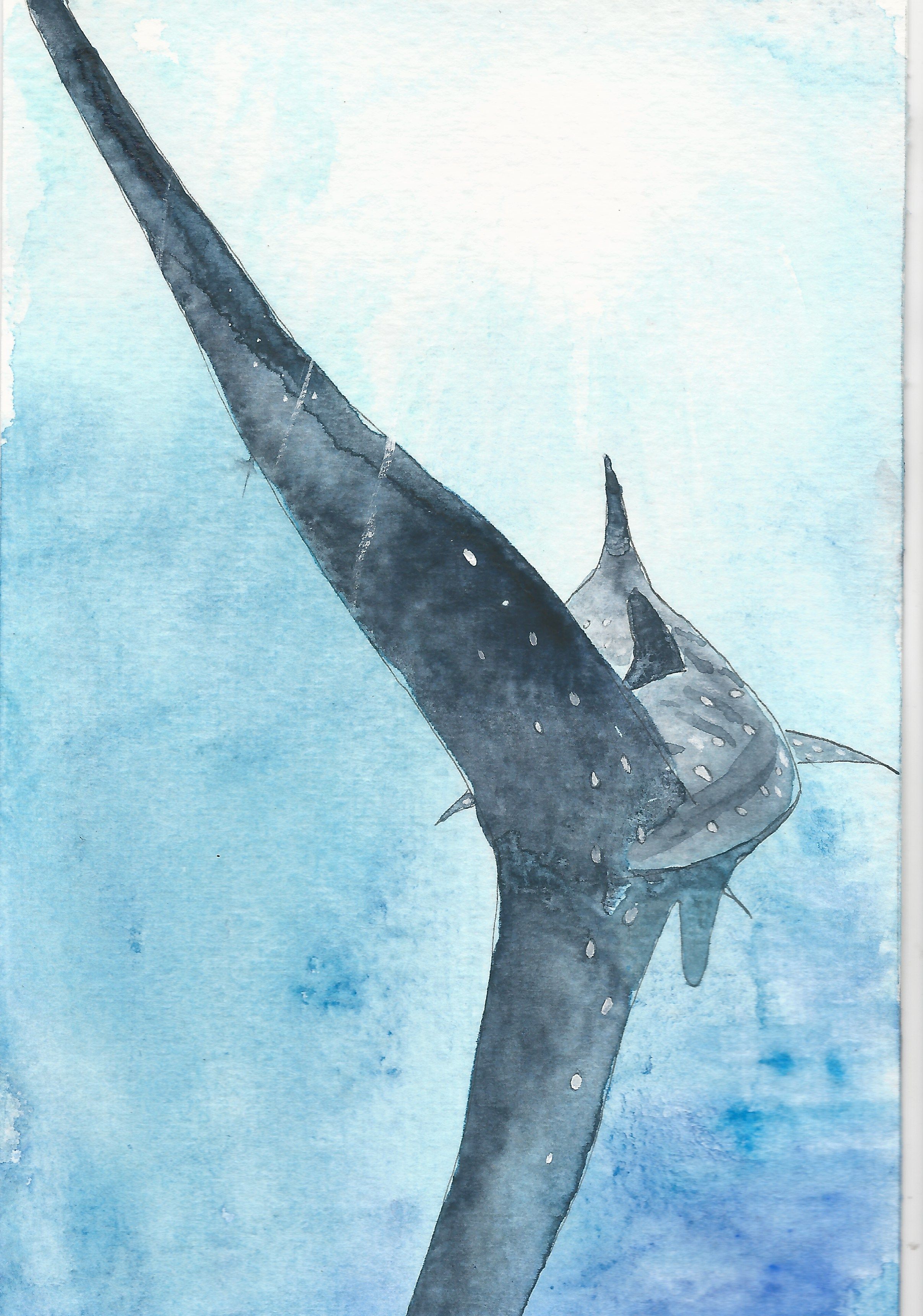 2414x3440 Whale Shark Watercolour Painting David In 2018