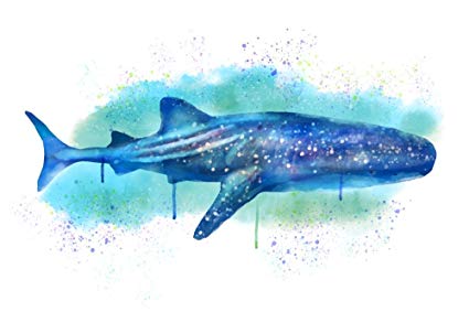 425x283 Whale Shark