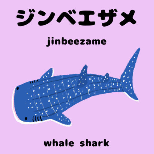 500x500 Whale Shark Illustration Tumblr