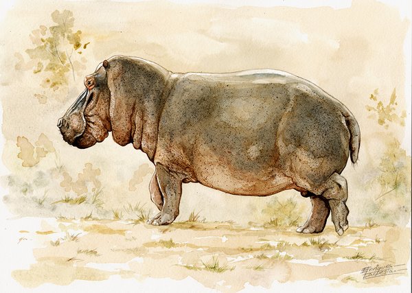 600x427 Hippo Watercolor Gallery African Wildlife Watercolor Art