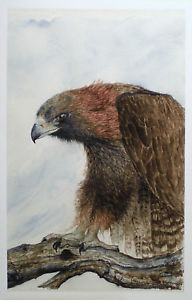 192x300 Aceo Art Trading Card Wildlife Miniature Picture Bird Hawk Nature