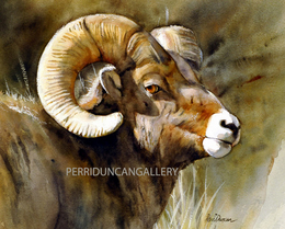 260x209 Watercolor Paintings, Perriduncangallery Horses And Wildlife