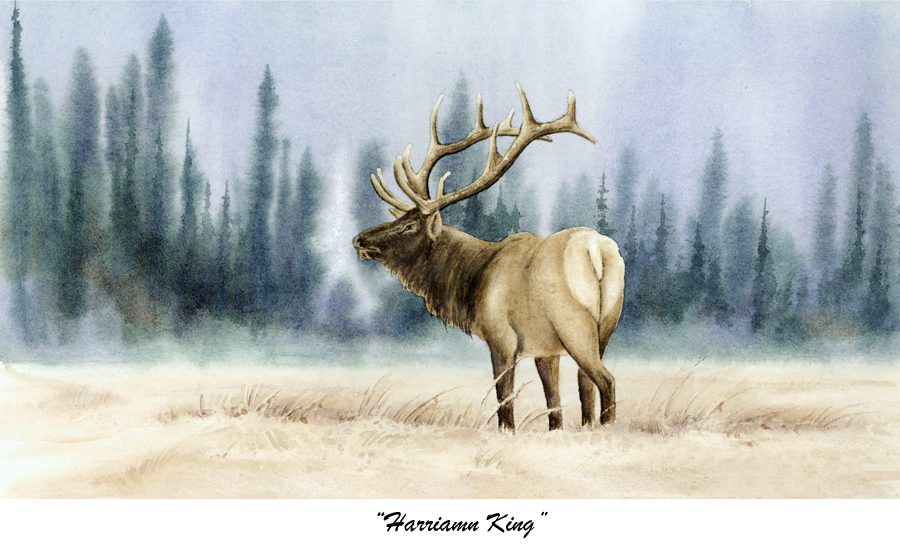 900x555 Wildlife Watercolors