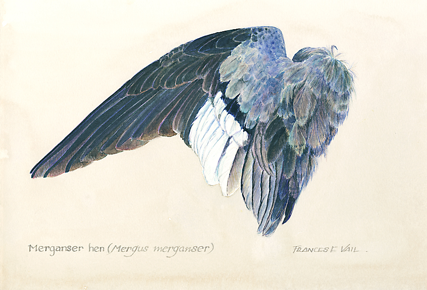 846x576 Fran Vail Fine Art Watercolor Wings Of Midwest Game Birds