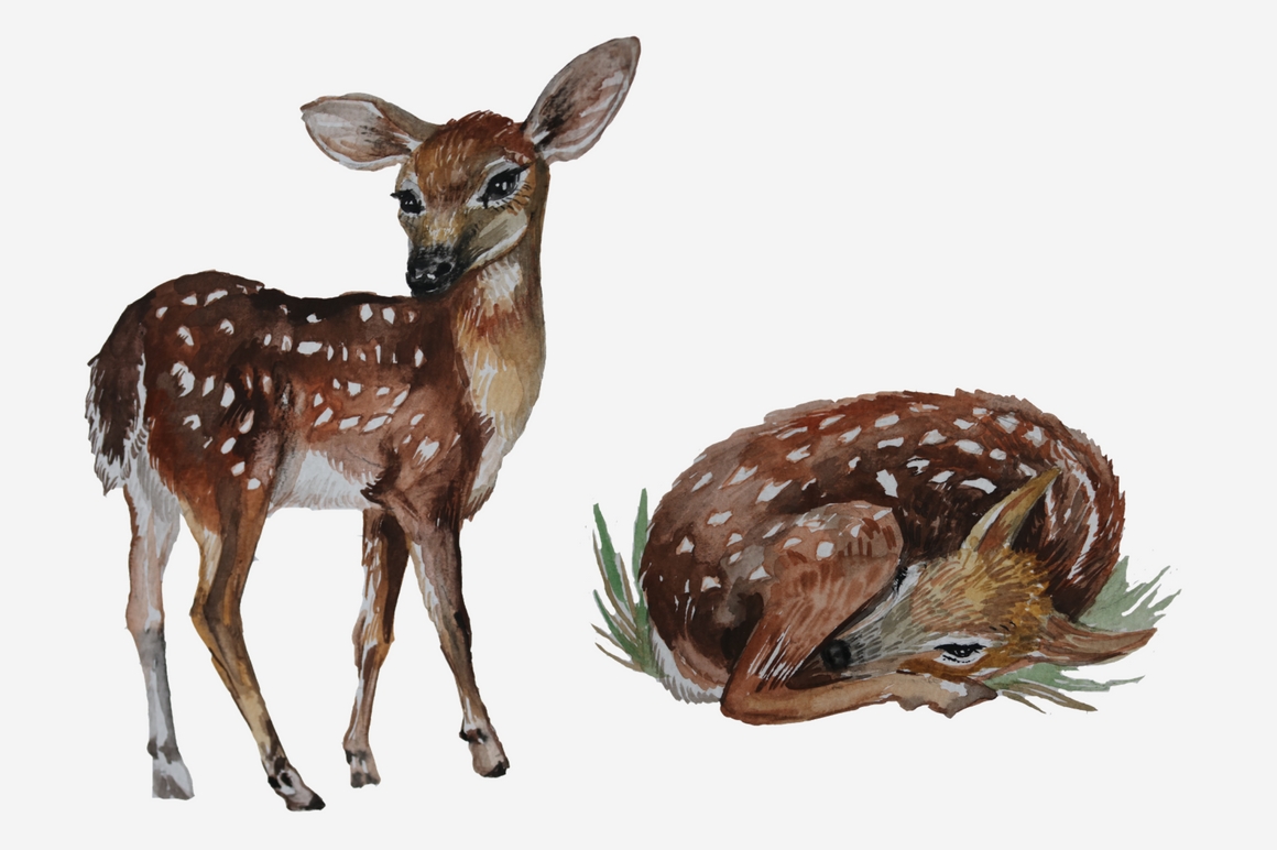 1160x772 Watercolor Woodland Animals By Dream In Watercolor