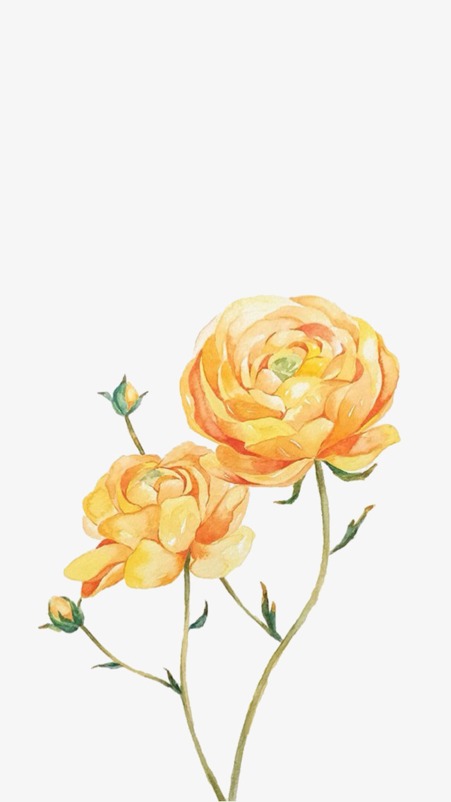 650x1155 Painted Yellow Roses, Yellow Flowers, Hand Drawn Elements