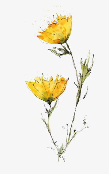 356x567 Watercolor Flowers, Watercolor Clipart, Yellow, Flower Png Image