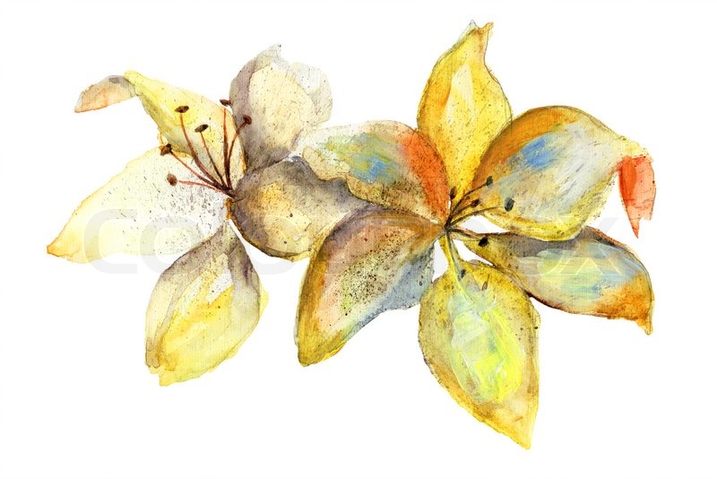 800x534 Yellow Lily Flowers, Watercolor Illustration Stock Photo Colourbox