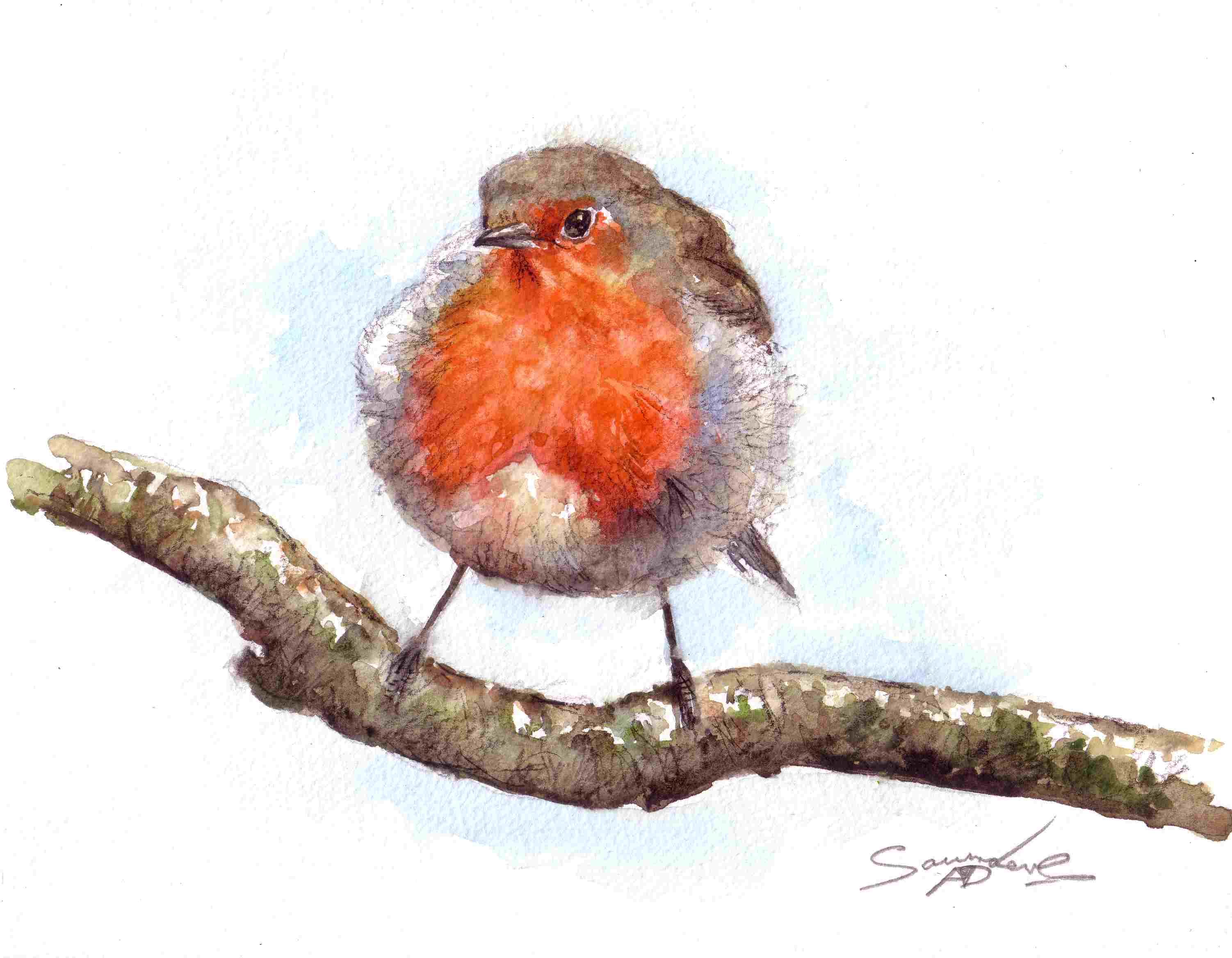 3004x2336 Robin Bird Time Lapse Watercolour Painting.