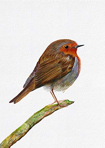 354x500 Robin Bird Watercolour Signed Limited Edition Print From Original