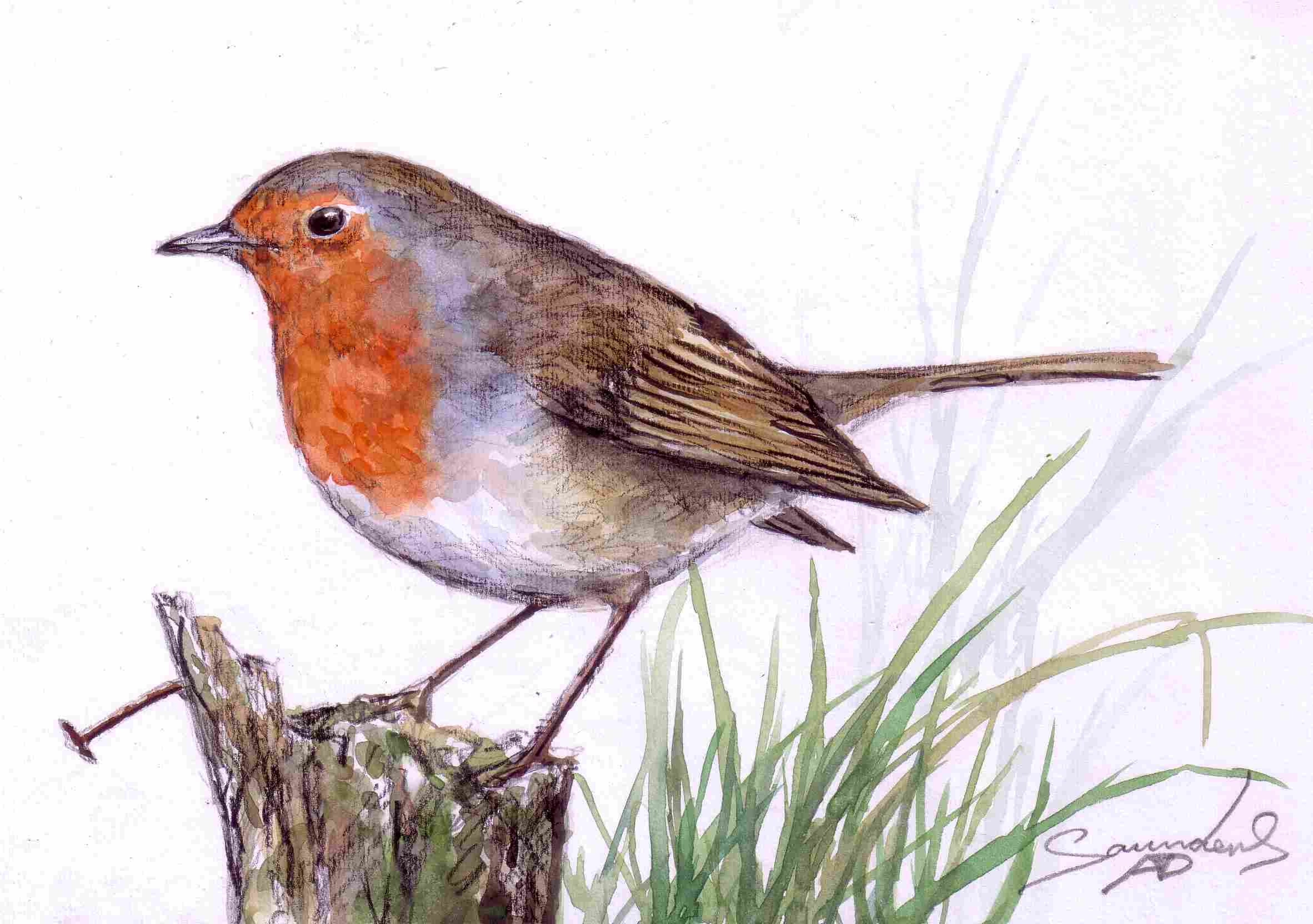 2364x1664 Time Lapse Robin Bird Watercolour Painting