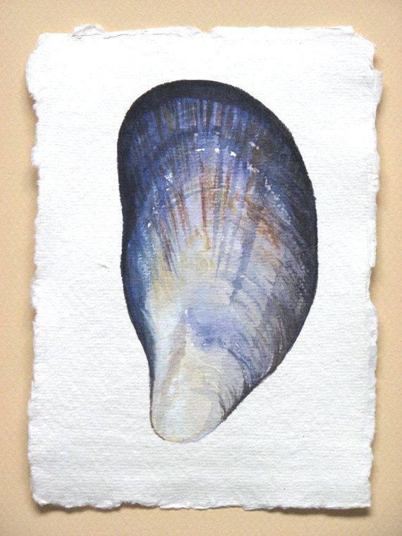 570x760 Mussel Shell Original Watercolour Study Illustration Art Painting
