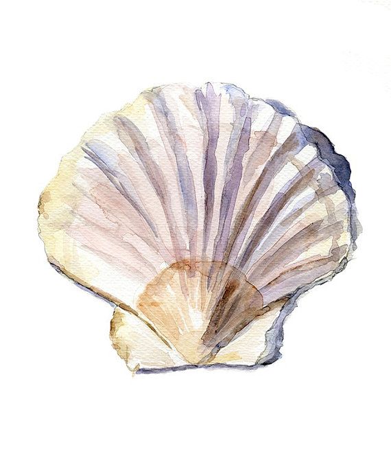 570x680 Original Shell Watercolor Painting. Zen Drawing Sea Aquarelle