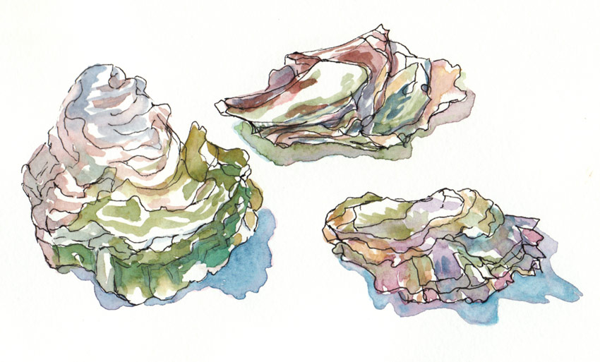 850x513 Hog Island Oyster Shells Using Gouache Like Watercolor Jana