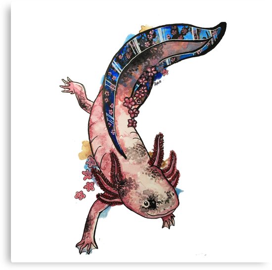 550x545 Cherry Blossom Axolotl Watercolour Splash Canvas Prints By Ashley