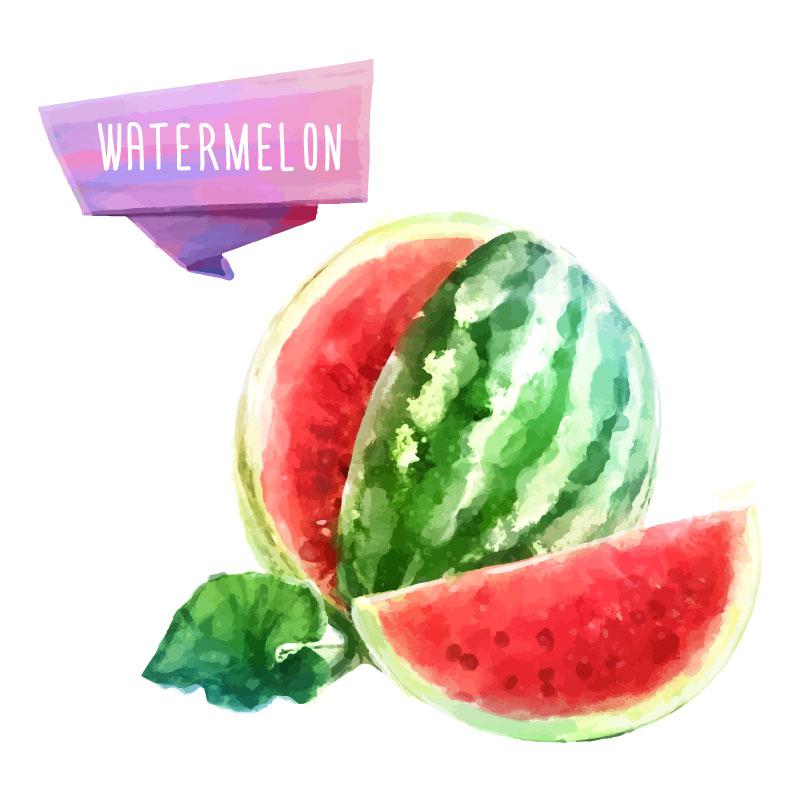 800x797 Watercolor Summer Watermelon Vector [Ai]