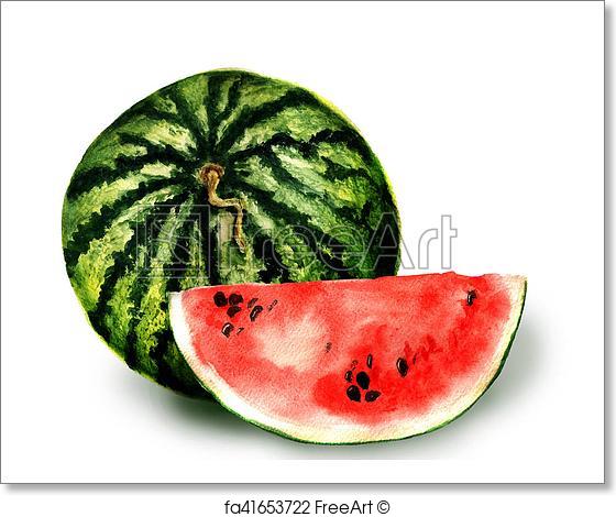 560x470 Free Art Print Of Watermelon. Watercolor Image Of Whole Watermelon