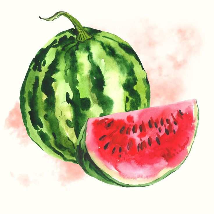 736x736 Watermelon Painting Best Of 25 Best Ideas About Watermelon Drawing