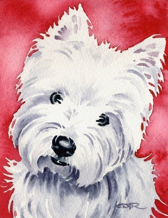 570x738 White West Highland Terrier Dog Art Print Signed By Artist Dj
