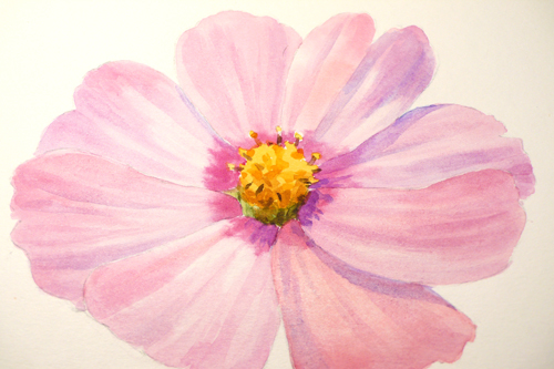 500x333 Paint Draw Paint, Learn To Draw Water Color Basics A Cosmos Flower