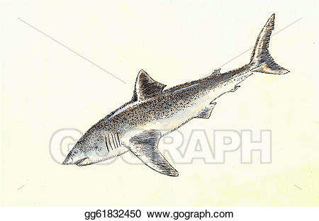 450x312 Shark Clipart Watercolor
