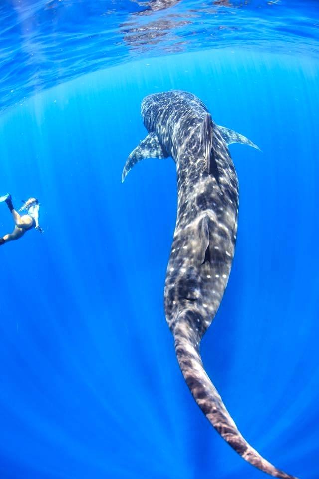 640x960 Shark Pictures To Print Great White Watercolor Print Shark