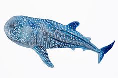 236x157 Whale Shark Dagat Whale Sharks, Outlines And Shark