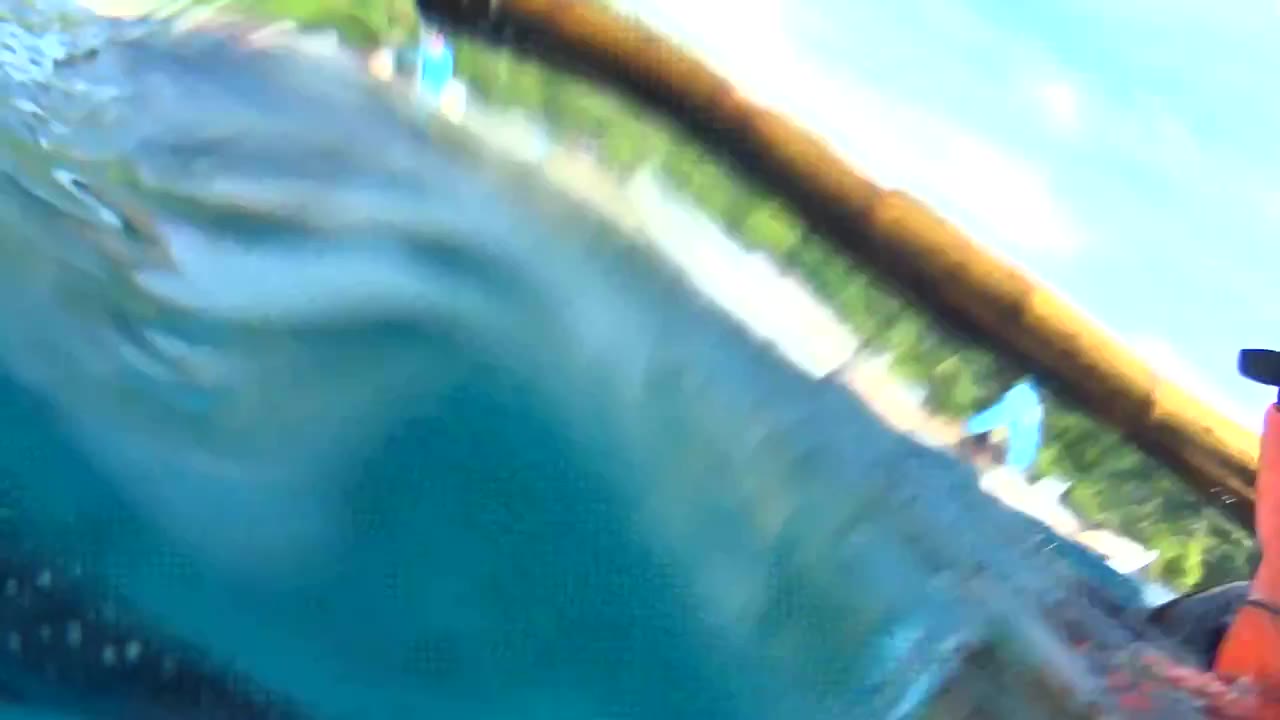 1280x720 Wildbook For Whale Sharks