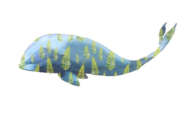 650x400 Amazing Whale Drawing Marvelous
