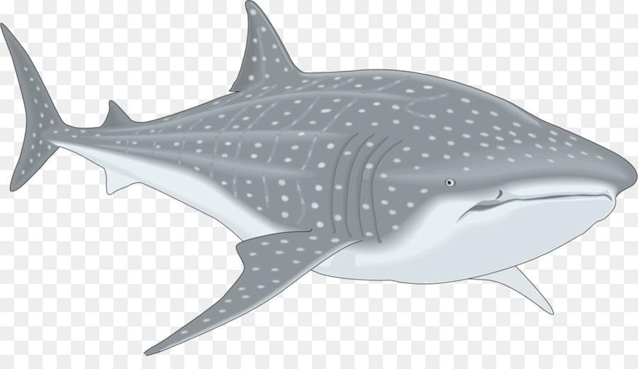 900x520 Clipart Whale Whale Shark