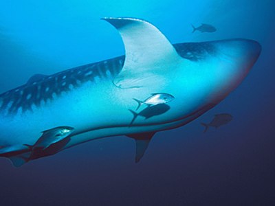 400x300 Galapagos Photos, Pictures From Galapagos Islands, Whale Shark