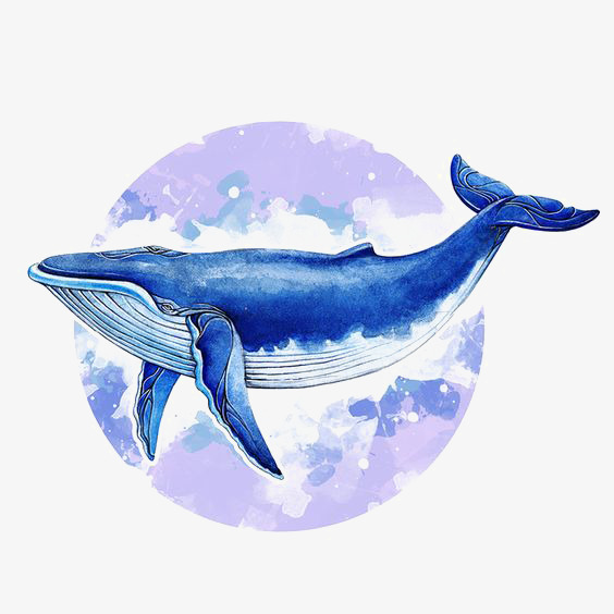 564x564 Watercolor Whale, Watercolor Clipart, Whale Clipart, Hand Painted