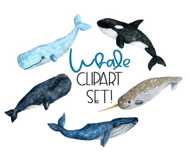 642x514 Watercolor Whale Watercolor Whale Clipart Whale Clipart Etsy