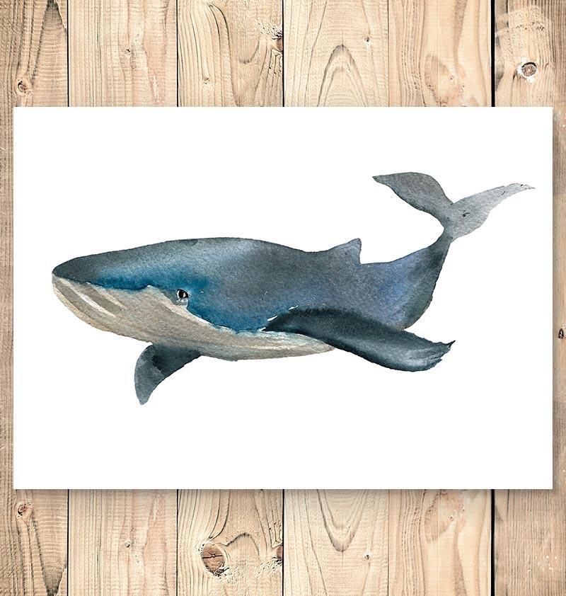 800x842 Whale Vi